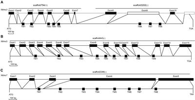 A Mechanosensory Receptor TMC Regulates Ovary Development in the Brown Planthopper Nilaparvata lugens